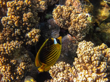 Foto de Chaetodon fasciatus o pez mariposa diagonal en las extensiones del arrecife de coral del Mar Rojo - Imagen libre de derechos