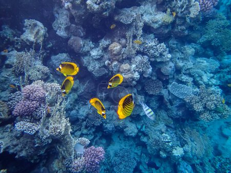 Téléchargez les photos : Chaetodon fasciatus ou papillon diagonal dans les étendues du récif corallien de la mer Rouge - en image libre de droit