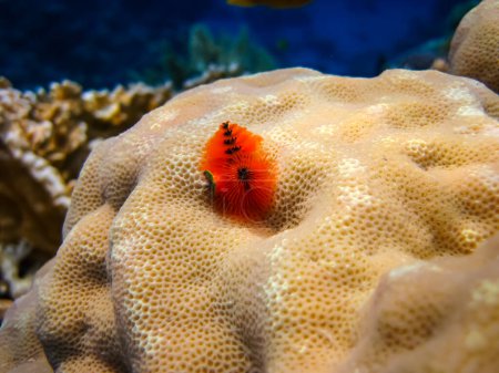Téléchargez les photos : Spirobranchus giganteus dans un récif corallien de la mer Rouge - en image libre de droit