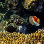 Chaetodon paucifasciatus or Eritrean butterflyfish in the Red Sea coral reef