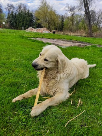 Photo for A white Labrador chews a stick while lying on the green grass. - Royalty Free Image