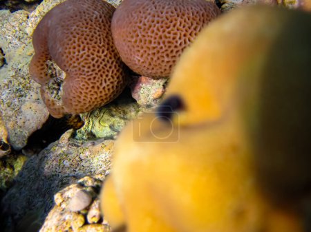 Foto de Parablennius marmoreus se asoma por detrás del coral en la extensión del arrecife de coral del Mar Rojo - Imagen libre de derechos