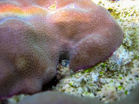Foto de Parablennius marmoreus se asoma por detrás del coral en la extensión del arrecife de coral del Mar Rojo - Imagen libre de derechos