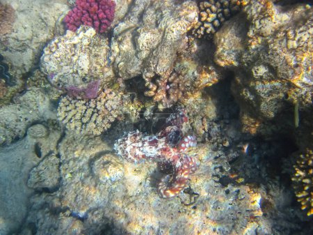 Photo for Octopus hiding in the coral reef of the Red Sea - Royalty Free Image