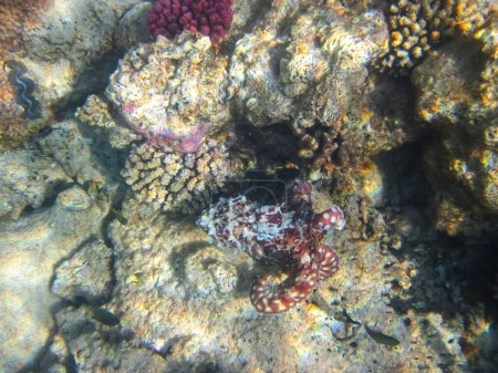 Photo for Octopus hiding in the coral reef of the Red Sea - Royalty Free Image