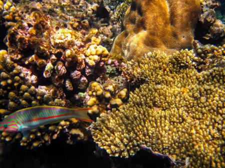 Un récif corallien fabuleusement beau et ses habitants dans la mer Rouge