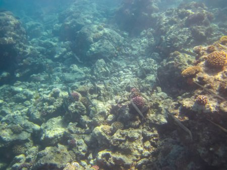 Habitants marins d'un récif corallien dans la mer Rouge