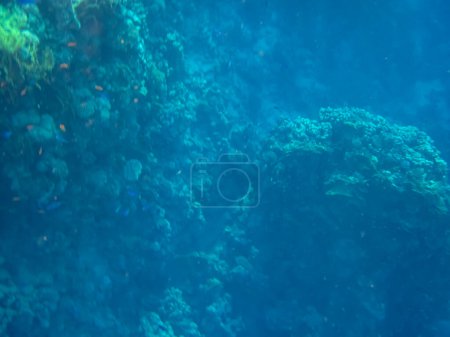 Habitants marins d'un récif corallien dans la mer Rouge