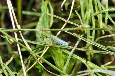 cicadelle verte derrière une végétation abondante. Macro photo d'insectes