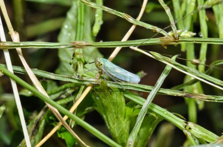 cicadelle verte derrière une végétation abondante. Macro photo d'insectes