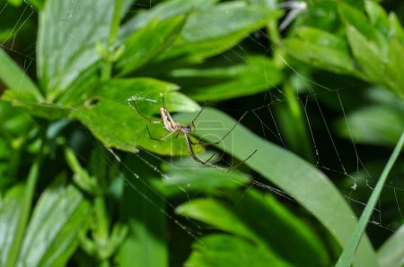 La araña que teje larga o Tetragnatha extensa en la tela en la hierba