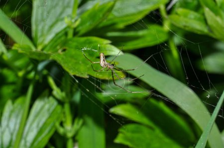 Long knitting spider or Tetragnatha extensa on a web in the grass
