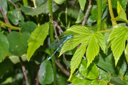 libellule azur demoiselle ou Coenagrion puella assis sur l'herbe
