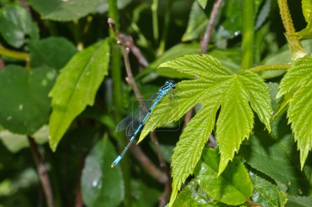 Dragonfly Azure damselfly or Coenagrion puella sitting on the grass