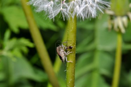 Dolycoris baccarum ou punaise des baies est assis sur une plante