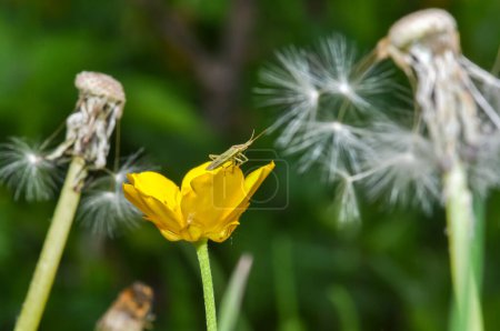 Stenodema calcarata sitzt auf einer gelben Blume