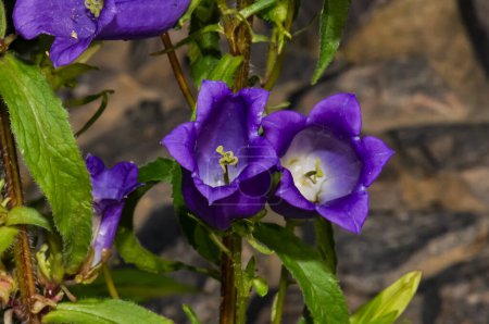 Photo for Purple flower Bellflower grows in the garden - Royalty Free Image