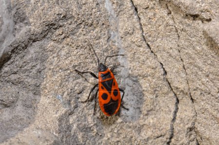 Macro photo Soldier bug. Photo of a beetle