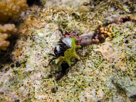 Cangrejo ermitaño en una hermosa concha en el fondo del Mar Rojo