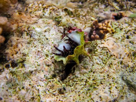 Cangrejo ermitaño en una hermosa concha en el fondo del Mar Rojo