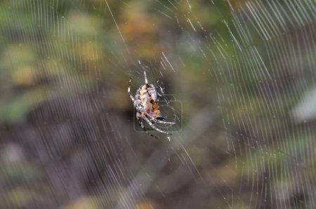 Araneus diadematus spider sits on a spider's web. A beautiful spider in the center of the web.