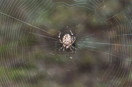 Die Spinne Araneus diadematus sitzt auf einem Spinnennetz. Eine schöne Spinne in der Mitte des Netzes.