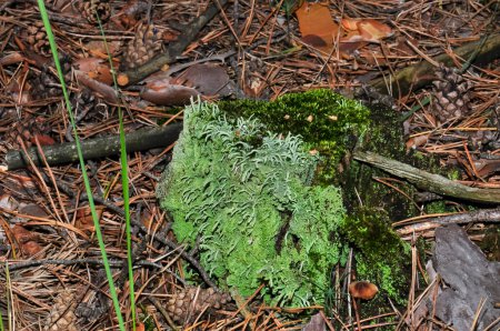 An old stump in the forest overgrown with green moss and lichen