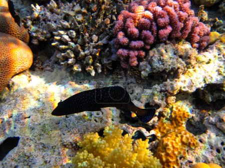 Ökosystem Korallenriff im Roten Meer
