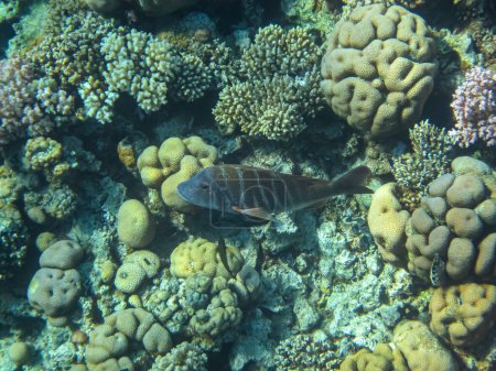 Ökosystem Korallenriff im Roten Meer