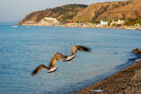 Two seagulls are flying nearby. Photo from a mountain overlooking the sea. Crimea
