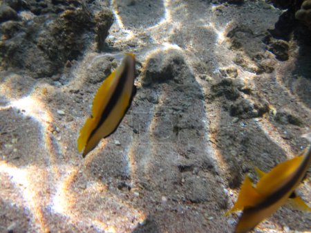 Beaux poissons dans le récif corallien de la mer Rouge