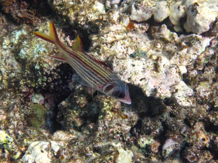 Hermosos peces en el arrecife de coral del Mar Rojo