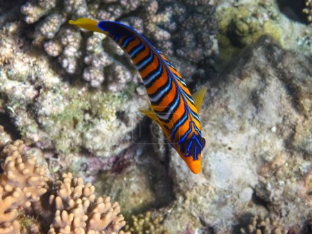 Beaux poissons dans le récif corallien de la mer Rouge