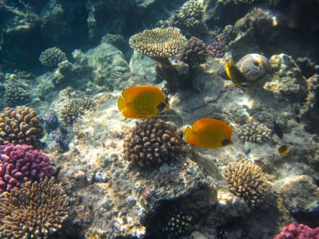 Schöne Fische im Korallenriff des Roten Meeres