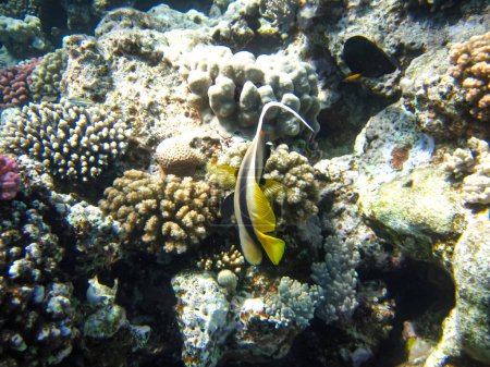 Schöne Fische im Korallenriff des Roten Meeres