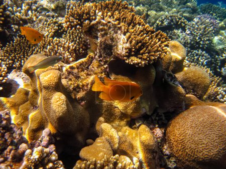 Arrecife de coral del Mar Rojo. Habitantes del mundo submarino en el fondo del mar.