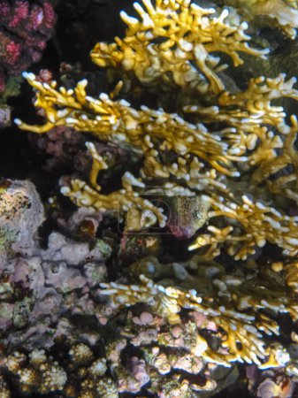 Arrecife de coral del Mar Rojo. Habitantes del mundo submarino en el fondo del mar.