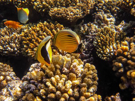 Coral reef of the Red Sea. Inhabitants of the underwater world on the seabed.