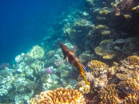 Récif corallien de la mer Rouge. Habitants du monde sous-marin sur les fonds marins.