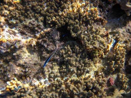 Korallenriff im Roten Meer. Bewohner der Unterwasserwelt auf dem Meeresboden.