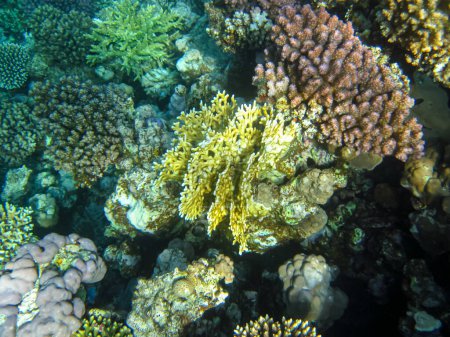 Korallenriff im Roten Meer. Bewohner der Unterwasserwelt auf dem Meeresboden.