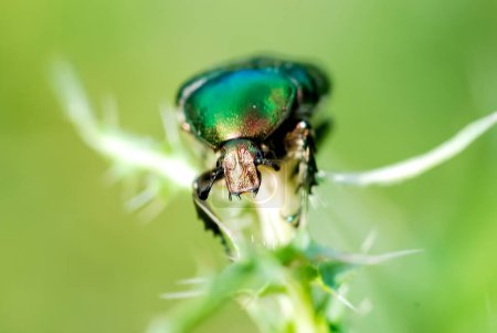 Green cockchafer sitting on a flower, macro