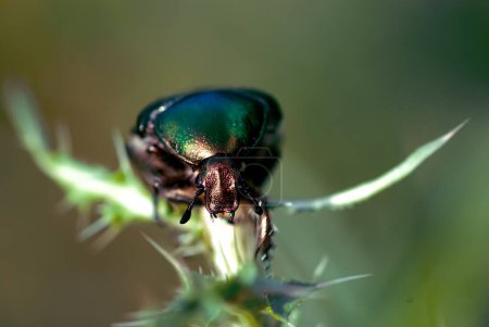 Green cockchafer sitting on a flower, macro