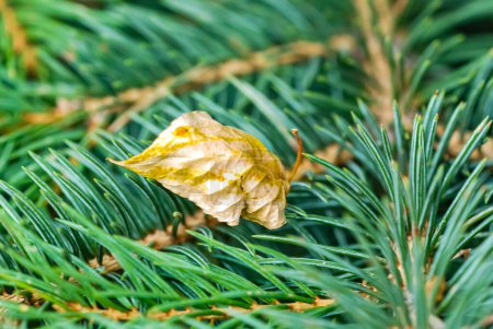 Trockenes Blatt auf einem Ast des Weihnachtsbaums