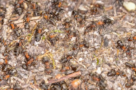 Hormigas negras buscando comida