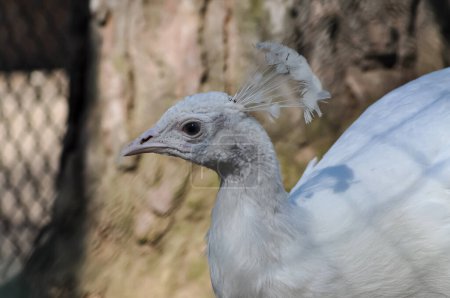Retrato de un pavo real blanco en un zoológico de una clínica veterinaria