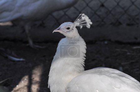 Retrato de un pavo real blanco en un zoológico de una clínica veterinaria
