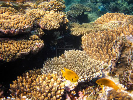 Leuchtende Fische in den Weiten des Korallenriffs des Roten Meeres