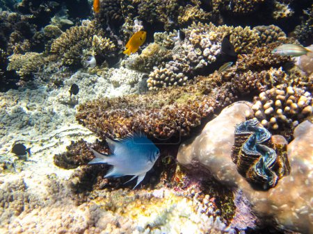 Leuchtende Fische in den Weiten des Korallenriffs des Roten Meeres