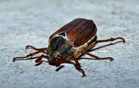 Téléchargez les photos : Melolontha hippocastani ou plaquette orientale, scarabée du châtaignier sauvage, plaquette orientale assise sur le sol. Macro photo d'un scarabée. - en image libre de droit